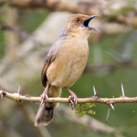 Red-faced Cisticola